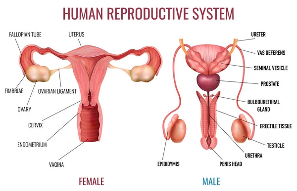 Male And Female Testosterone